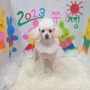 쮸니짱 펫살롱 이미지