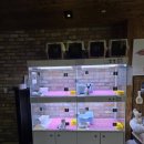 강아지분양 더펫 이미지