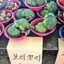 신창 칼국수 이미지