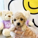 베베독 강아지분양 대구본점 이미지