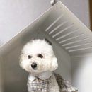 로힌(rohin) | 부산재봉틀원데이 클래스 로힌 ROHIN에서 강아지옷 원피스 만든 후기