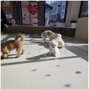 펫스티발 이미지