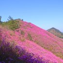 창원시 천주산 정상(해발638.8m)진달래 군락지 이미지