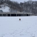 파크/오프리쉬 운동장/ 남춘천/강아지랑 가볼만한 곳/ 대형견/중형견운동장/강아지운동장/연간회원권 후기