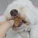 펫프레시 이미지