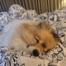 진주수진정원 | 진주 애견동반 깔끔한 디자인 에어비앤비 숙소 추천: 진주수진정원