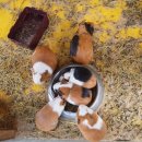 쥬쥬랜드 이미지