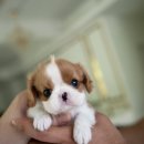 우아퍼피 이미지