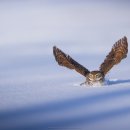 Eurasian Pygmy Owl 이미지