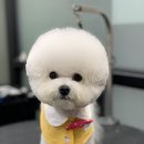 디얼독 이미지