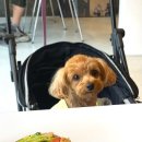 양촌애견 이미지