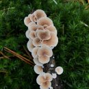 칠원농장 이미지