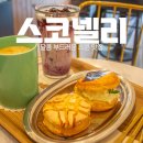 스코넬리 이미지