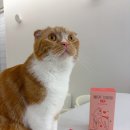 애기야 | 진저&amp;버터가 좋아하는, 간식 같은 고양이 영양제 — 울애기쌩쌩 스틱 후기