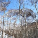 원대리 자작나무숲 이미지