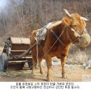 소달구지 Daum카페