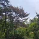 소나무 이미지