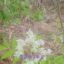 꽃과나무(Flower tree) 이미지