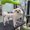 와와리 애견미용 이미지