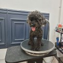 땡큐 펫 살롱 이미지