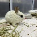 메리펫샵 이미지