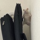 인성