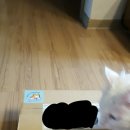궁디팡팡마켓 스크랩 이벤트 당첨후기~! with미유컴퍼니