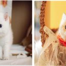 강남고양이분양 나비캣 이미지