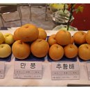수목화
