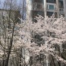 퍼스동물병원 | [21_04] 4월은, 마음에 담아두고 하나씩 써내려갔다.