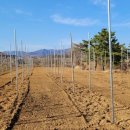 로타리 꽃농원 | 🍏 [기후변화 사과 품종 비교] 여름부터 가을까지! 골든볼·썸머킹·아리수 리얼 재배기