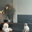 부여애견 이미지