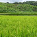 교항4리 네이버블로그