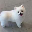 코코아도그 이미지