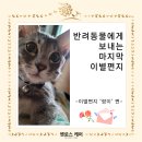 밀양양산울산 고양이장례식장 펫로스케어 이별편지 '랑이'편 이미지