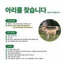 아리(강아지)를 찾습니다. (영등포구 양평동 선유도) 한강공원 이미지