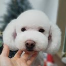 블링블링펫미용 이미지