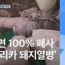 선양돼지 이미지