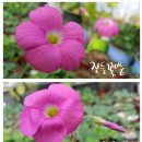 Oxalis Bowiena 이미지