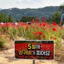 애기등 공원　 | 임실 붕어섬 생태공원 옥정호 출렁다리 꽃구경 후기