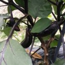 여주자영농업고등학교 이미지