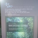 울산 태화강대공원의 십리 대숲 이미지
