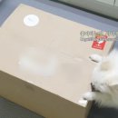 Authentic Korea x 상상 무위자연 | 삼성전자 챕터원 비스포크 부티크 50만 포인트 쿠폰 당첨 구매 제품