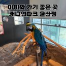 아이닥터 콘택트 울산점 | 아이와 가기 좋은 캐니언파크 울산점 후기｜먹이주기 체험 가능
