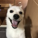 해피댕댕 이미지