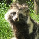 너구리PC방 이미지