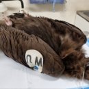 전라남도야생동물구조관리센터 이미지