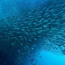 세계의 명소와 풍물 165 남아프리카 Sardine Run (정어리떼 대이동) 이미지