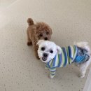 청주 애견유치원 꼬리흔들개Lucky | 청주강아지유치원 꼬리흔들개Lucky에서의 특별한 하루