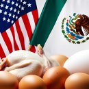 닭에미쳐 이미지